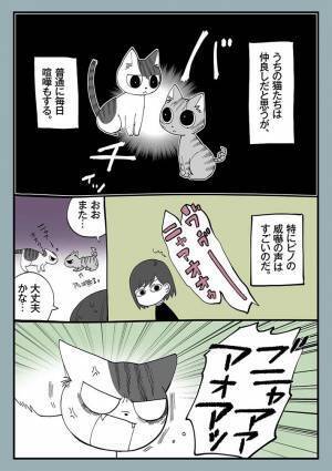 毎日ケンカをする２匹の猫　飼い主が「平和だなあ」と思った理由が？