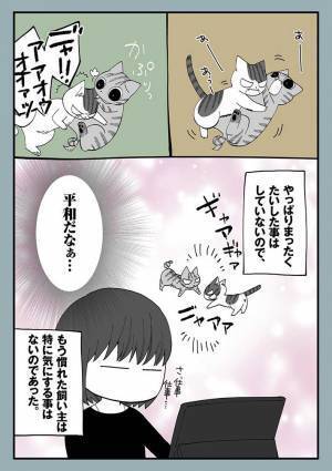 毎日ケンカをする２匹の猫　飼い主が「平和だなあ」と思った理由が？