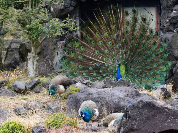 他人の家で告白　クジャクの求愛に「相手が違くて笑った」「やめなさーい！」