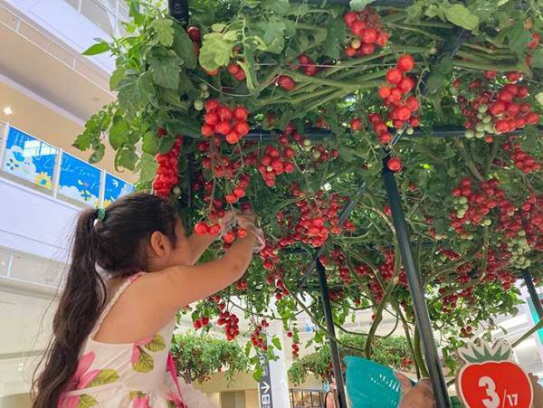 イオンモールに『トマトの樹』が出現？　カゴメの食育体験イベントが楽しそう！