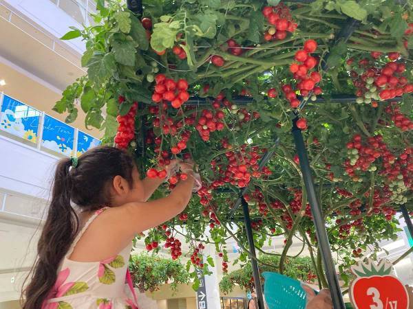 イオンモールに『トマトの樹』が出現？　カゴメの食育体験イベントが楽しそう！