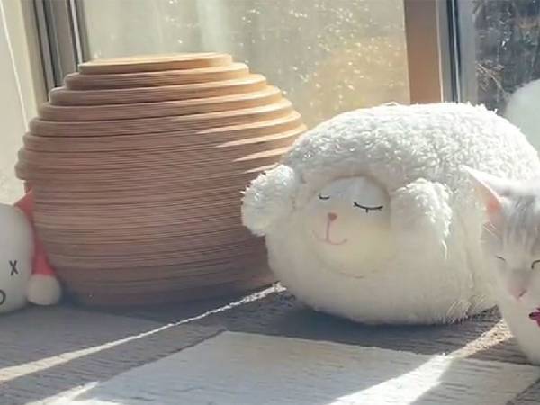 「本気で探した」「どれが本物？」　窓際に並べられたぬいぐるみ、その中に紛れていたのは？