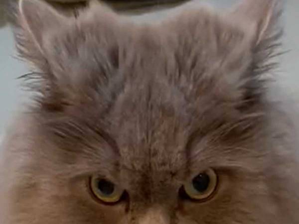 「フクロウみたい」「めっちゃ怒ってる」　風呂場で憤慨する猫に吹き出す