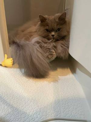 「フクロウみたい」「めっちゃ怒ってる」　風呂場で憤慨する猫に吹き出す