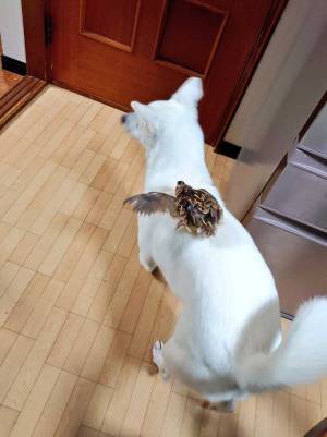 家で孵化した、うずら　親だと思っている相手は…？