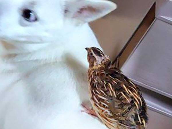 家で孵化した、うずら　親だと思っている相手は…？