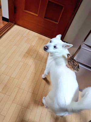 家で孵化した、うずら　親だと思っている相手は…？