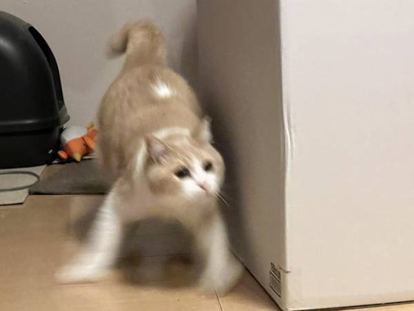 「ハッ…この音は『ちゅ～る』か！？」　２秒後の姿に「分かりやすすぎ！」「吹いた」