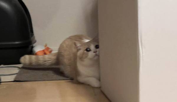 「ハッ…この音は『ちゅ～る』か！？」　２秒後の姿に「分かりやすすぎ！」「吹いた」