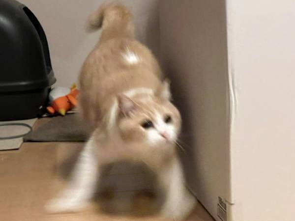 「ハッ…この音は『ちゅ～る』か！？」　２秒後の姿に「分かりやすすぎ！」「吹いた」