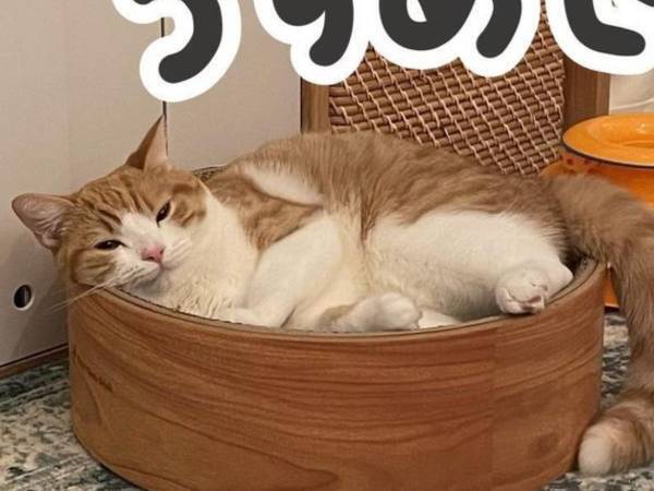 猫が薄目でこちらを見ている！　その理由に「かわいすぎる」「飼い主が大好きなんだね」