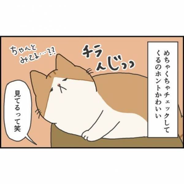 猫が薄目でこちらを見ている！　その理由に「かわいすぎる」「飼い主が大好きなんだね」