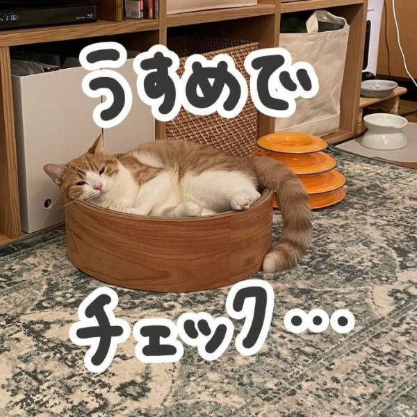 猫が薄目でこちらを見ている！　その理由に「かわいすぎる」「飼い主が大好きなんだね」