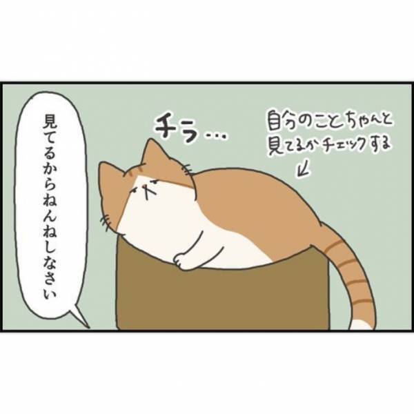 猫が薄目でこちらを見ている！　その理由に「かわいすぎる」「飼い主が大好きなんだね」