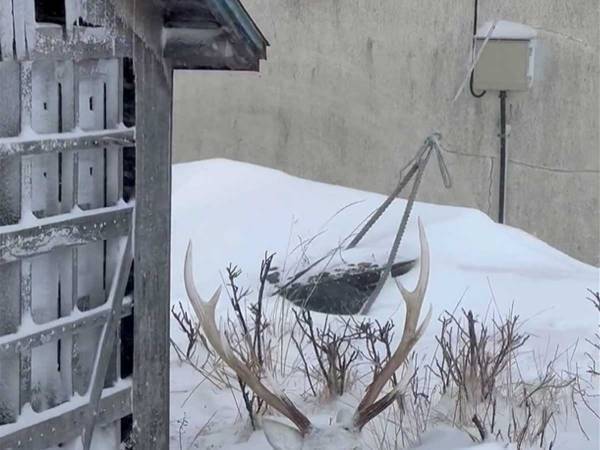 吹雪の中に取り残された『置物』　よく見てみると…「えっ！？」「平然としすぎ」