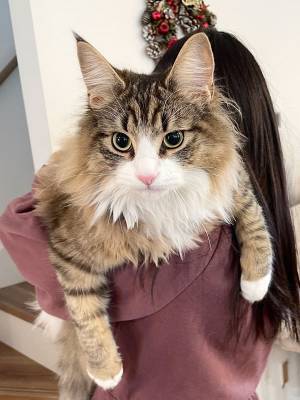 「詐欺だった」　２枚の比較画像に「こんな詐欺なら引っ掛かりたい」の声も