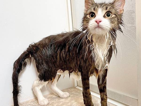 「詐欺だった」　２枚の比較画像に「こんな詐欺なら引っ掛かりたい」の声も