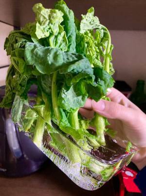 しなびた菜の花を水に浸し回復を期待　結果に「声に出して笑ったわ！」