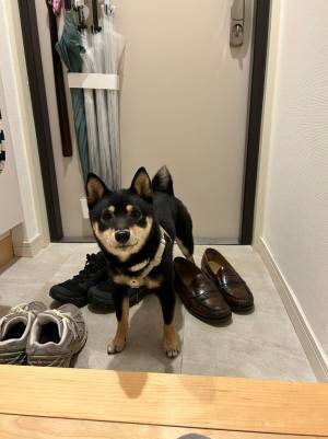 愛犬と散歩を終えトイレに向かった飼い主　玄関での光景に「お利口さん！」