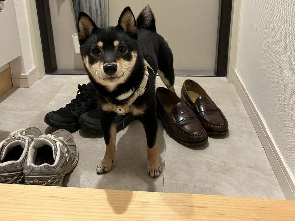 愛犬と散歩を終えトイレに向かった飼い主　玄関での光景に「お利口さん！」