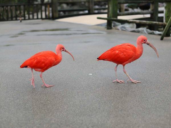 水鳥の仕草にキュン…　ご飯の時間になると飼育員に近付いて？　「かわいい」「いつもやってるのかな」