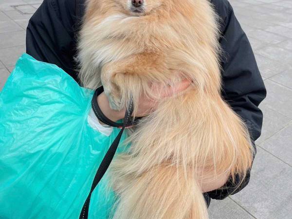 第一志望と第三志望の人物に抱っこされた犬　『表情の差』に吹き出す