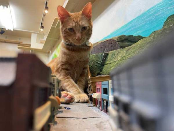 『猫崩れ』により電車が運転見合わせ　現場の様子をご覧ください