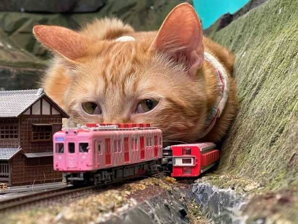 『猫崩れ』により電車が運転見合わせ　現場の様子をご覧ください