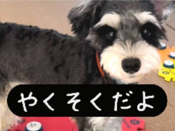「え？！」「すごい」　犬と会話できるなんて！