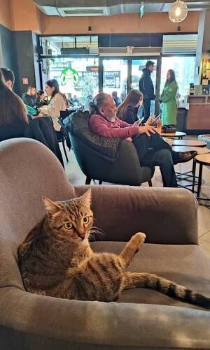 トルコで『猫カフェ』が流行らない理由がコレ　スタバで座ろうとすると先客がいて？
