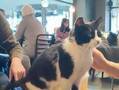 トルコで『猫カフェ』が流行らない理由がコレ　スタバで座ろうとすると先客がいて？