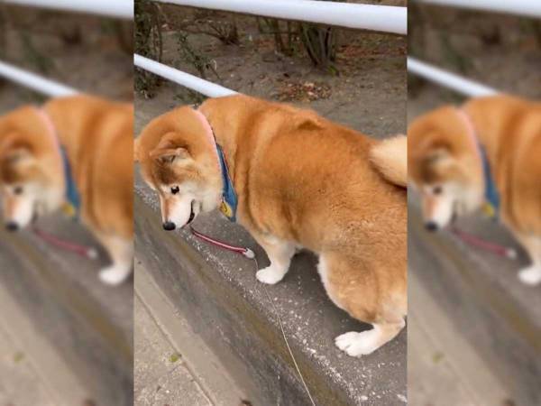 「なんてかわいいの」「癒される」　柴犬の愛らしい表情にキュン