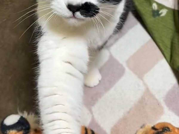 「たまらん」「かわいすぎる」　猫の『タッチ』に３万人が『いいね』