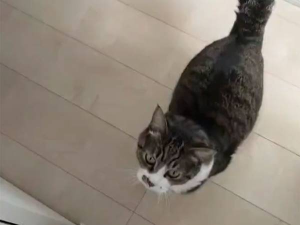 少女漫画のヒーローも顔負け　イケメンな『壁ドン』を披露する猫がコチラ