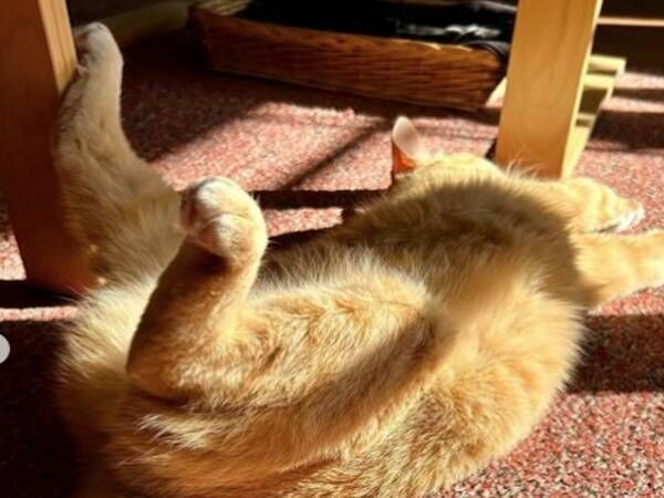 「かわいすぎ」「たまらない」　寝相が進化する猫とは？