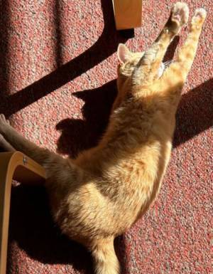 「かわいすぎ」「たまらない」　寝相が進化する猫とは？