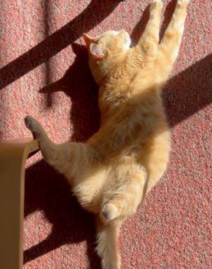 「かわいすぎ」「たまらない」　寝相が進化する猫とは？