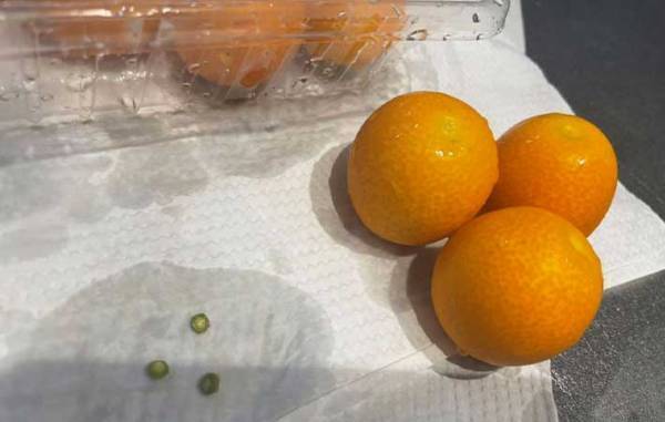 ちょっと酸味が気になるキンカン　食べやすくするコツに「めっちゃ簡単」「毎年やりたい」