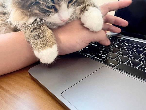 「にゃんていう誘惑」　仕事中の飼い主に猫がとった行動が、こちら