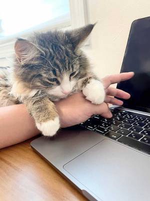 「にゃんていう誘惑」　仕事中の飼い主に猫がとった行動が、こちら