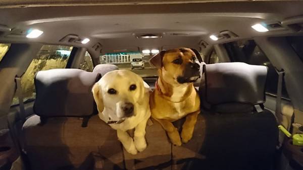 犬「お客さん帰っちゃった…」　さびしそうな姿に「これは帰れない」「看板犬の鑑」