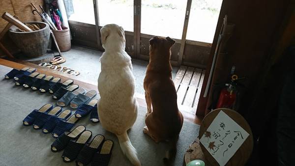 犬「お客さん帰っちゃった…」　さびしそうな姿に「これは帰れない」「看板犬の鑑」