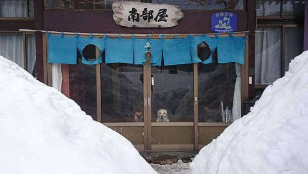 犬「お客さん帰っちゃった…」　さびしそうな姿に「これは帰れない」「看板犬の鑑」