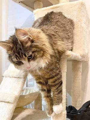 キャットタワーが限界！　体が大きすぎてタワーからこぼれる猫に驚き