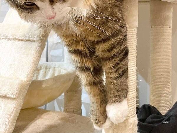キャットタワーが限界！　体が大きすぎてタワーからこぼれる猫に驚き