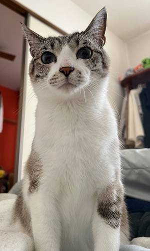 インフルで寝込む小学生息子　猫とのやり取りに「泣いちゃう」「これが相思相愛か」