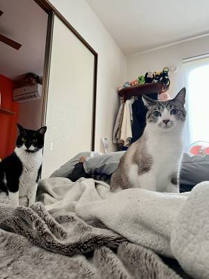 インフルで寝込む小学生息子　猫とのやり取りに「泣いちゃう」「これが相思相愛か」