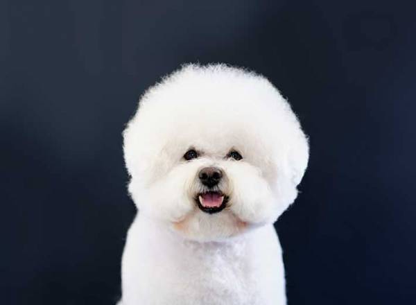 「笑う」「想像と違った」　パンを切ると、ある動物の顔が！　思わず笑ってしまう『表情』とは