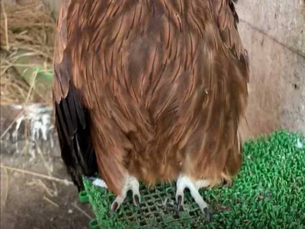 トビの顔を、正面から見てみると…？　「初めて見た！」「こんな顔やったんか」