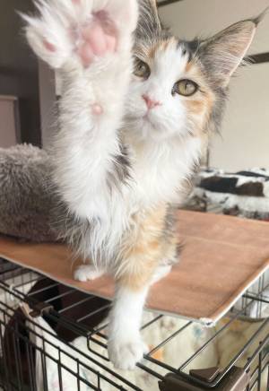 「今助けるから！」　相思相愛すぎる犬と猫、片方をサークルに入れると？